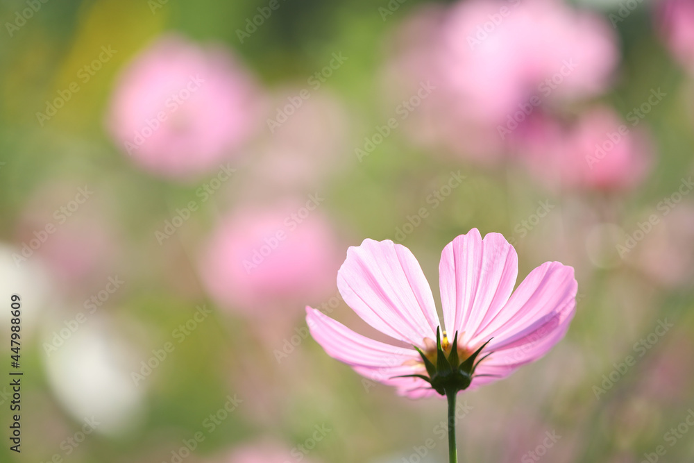 Wall mural delicate pink cosmos flower with blue sky