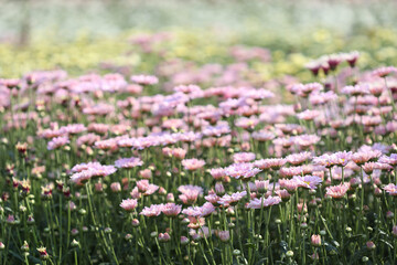 Obraz premium Pink Chrysanthemum buds under morning sunlight at flower field