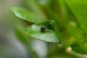 Fototapeta premium Spider staring