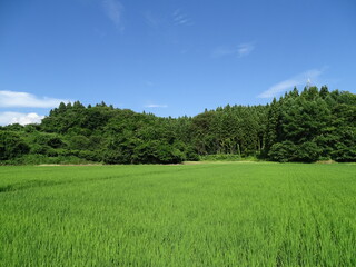 真夏の農村風景