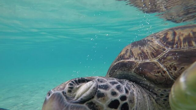 Green Sea Turtle at Miyako, Okinawa