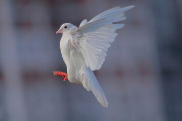 White Pigeon