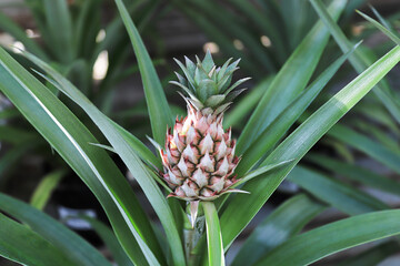 Closeup of a tiny pineapple growing on a houseplant