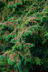 Sun damaged evergreen tree with dead pine needles, casualty of a record heat wave