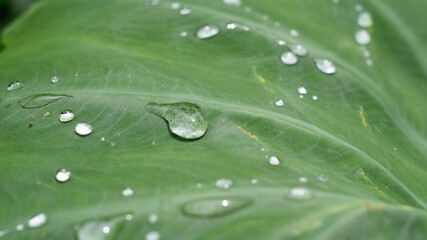 Water drops on the leaves