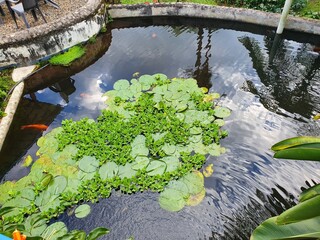 pond with flowers
