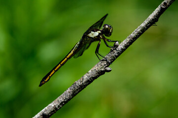 Dragonfly Perched On Limb-1722