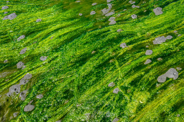 Bright green seaweed trailing the tide out on a sandy beach, as a nature background
