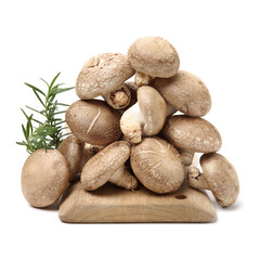 Shiitake mushroom on the White background 