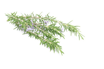 Rosemary sprig flowering isolated on white background. Aromatic evergreen shrub