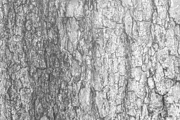 Cracks of tree bark texture and background seamless