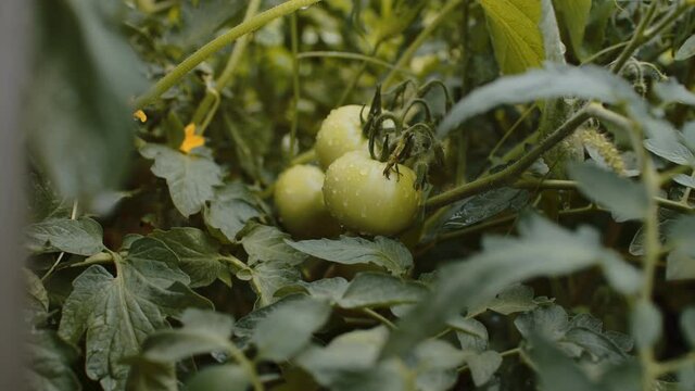 Green tomatoes with water drops growing in beds. Wet vegetables on branch in vegetable garden. Concept of agriculture, organic products and eco-friendly lifestyle. Close up