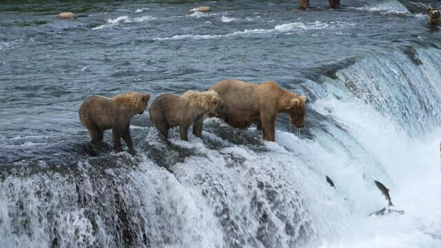Female Brown Bear (#128 Grazer) with two yearling cubs gets hit in face by Sockeye Salmon in slow motion.