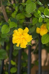 yellow flowers