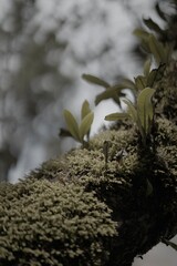moss on tree