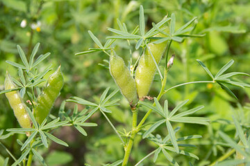 Agriculture of lupine, Lupinus angustifolius, with mature green pods. Close up.