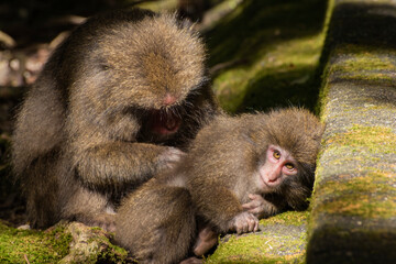 Wild Yakushima Macaque monkey mother grooming her child in Yakushima island forest, Japan