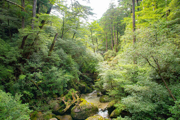 View of stream of river along cedar trees in Yakushima island forest, Kagoshima Prefecture, Japan