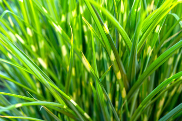 Decorative green reed on the background of the garden. Plant for landscape design