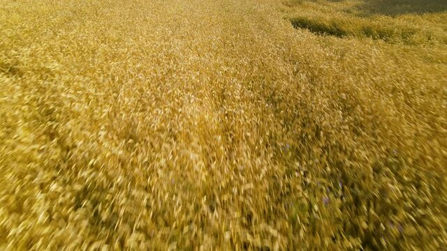 Aerial flying fast over endless fields of ripe wheat in the summer harvest season Czeczewo Poland