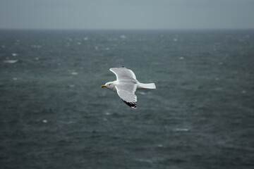 Fototapeta na wymiar seagull flies over the sea in search of food