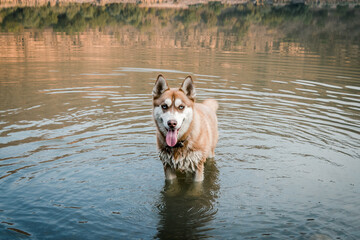 smiling alaskan dog playing in the middle of a lake