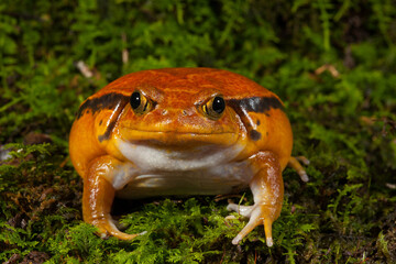 Looking At You - Tomato Frog  Hailing from Madagascar the Tomato Frog is on the endangered species list. Little is known about the strikingly beautiful Tomato Frog.
