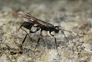 Female ichneumon wasp, Xorides sepulchralis laying eggs in aspen wood