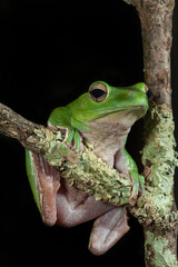 Glkding Tree Frog hanging on a limb