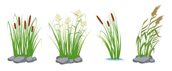 Set of cane and reeds in the green grass. Swamp and river plants. Vector flat illustration. - obrazy, fototapety, plakaty