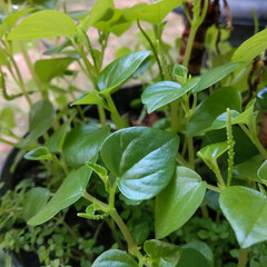 close up of a plant in the garden