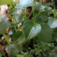 person picking up a plant