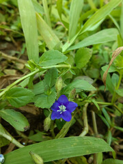 Obraz premium blue flower in the garden