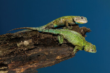 Two Emerald Swifts on a log 
