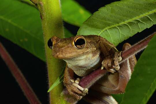 Cuban Tree Frog on a branch