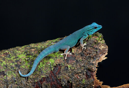 Electric Blue Gecko on a Log