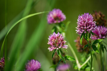 ピンクのシロツメクサ(複数 右)