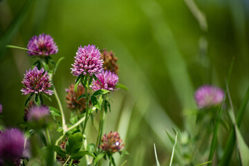 シロツメクサ(ピンク 左)