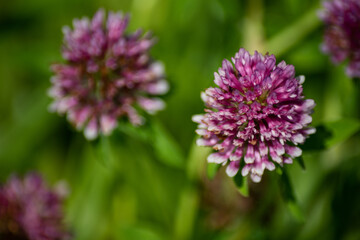 シロツメクサ(ピンク アップ)