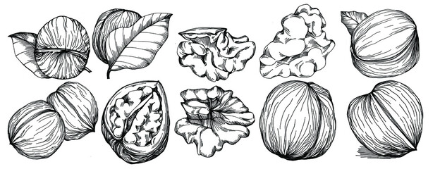 Walnut hand-drawn Vector Illustration isolated on white background. Retro style farm product for restaurant menu, market label, logo, emblem and kitchen design. Decoration for food packaging.