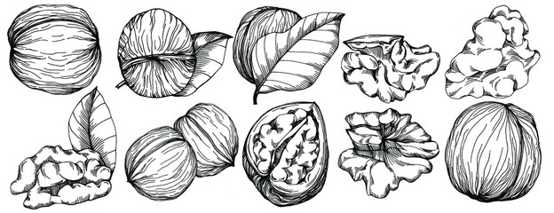 Walnut hand-drawn Vector Illustration isolated on white background. Retro style farm product for restaurant menu, market label, logo, emblem and kitchen design. Decoration for food packaging.