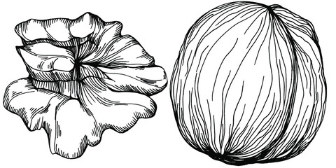 Fototapeta premium Walnut hand-drawn Vector Illustration isolated on white background. Retro style farm product for restaurant menu, market label, logo, emblem and kitchen design. Decoration for food packaging.