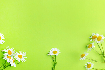 Flat lay of Daisy flowers on light green background with copy space , summer and spring concept