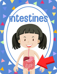 Vocabulary flashcard with word Intestines