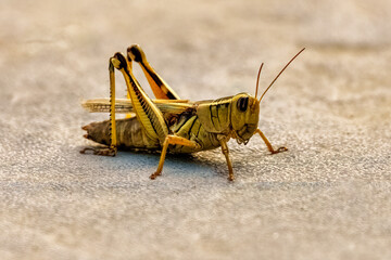 Giant Grasshopper