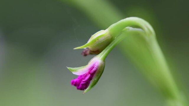 Epilobium Hirsutum; Purple Great Hairy Willowherb bud during its flowering period swaying in the wind against beautiful green natural environment in spring season.