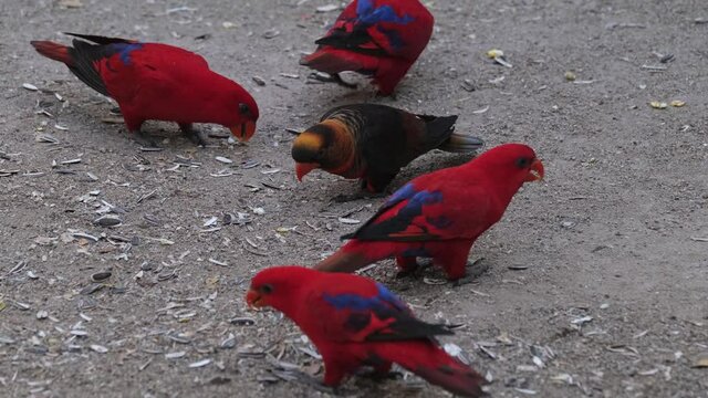 Static shot of a flock of Red Moluccan Lory; Eos Bornea and a token of Dusty Lory pecking on the sunflower seeds with its clicking bills on the ground in a touristic bird sanctuary in Thailand Asia.