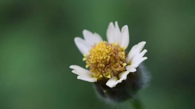 Macro zoom out shot of a swaying Tridax procumbens, coatbuttons, tridax daisy flower by the summer breeze against beautiful green bokeh background in a botanical garden.