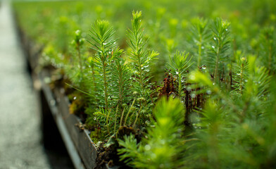 Young plants for forest restoration. Green seedlings of coniferous trees. A greenhouse for growing plants and trees. A modern large greenhouse with spruce and pine seedlings.