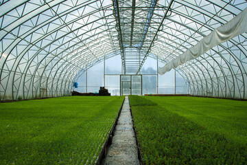 Young plants for forest restoration. Green seedlings of coniferous trees. A greenhouse for growing...